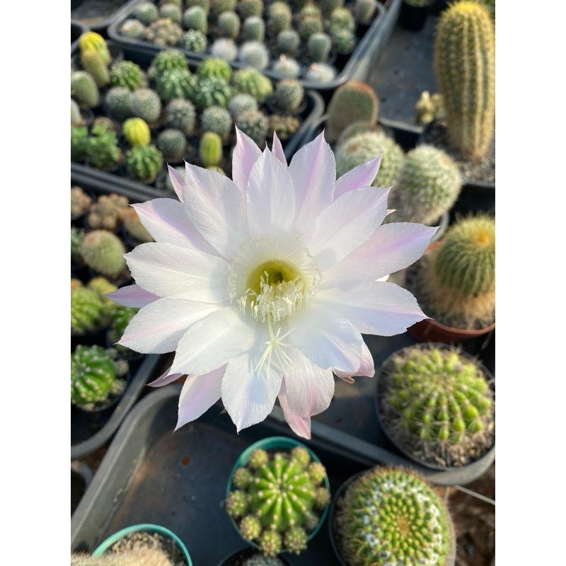 Cactos Subdenudata flor branca