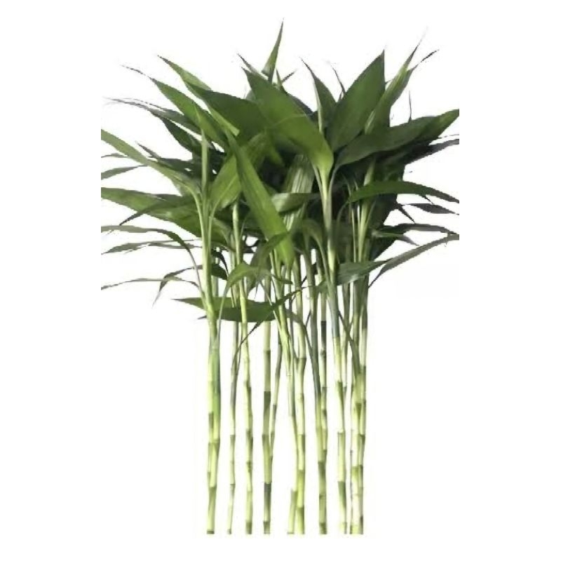 bambu da sorte hastes 55 a 60cm/+Hidrogel(não inclui vaso) em Oferta na Shopee