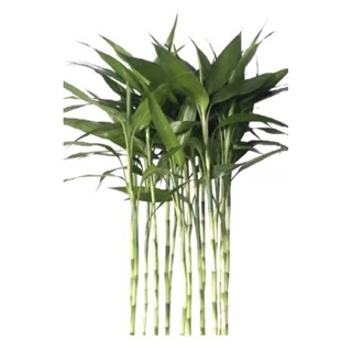 bambu da sorte hastes 55 a 60cm/+Hidrogel(não inclui vaso) em Oferta na Shopee