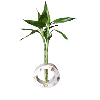 vaso oval +2 Hastes bambu da sorte+ Hidrogel em Oferta na Shopee