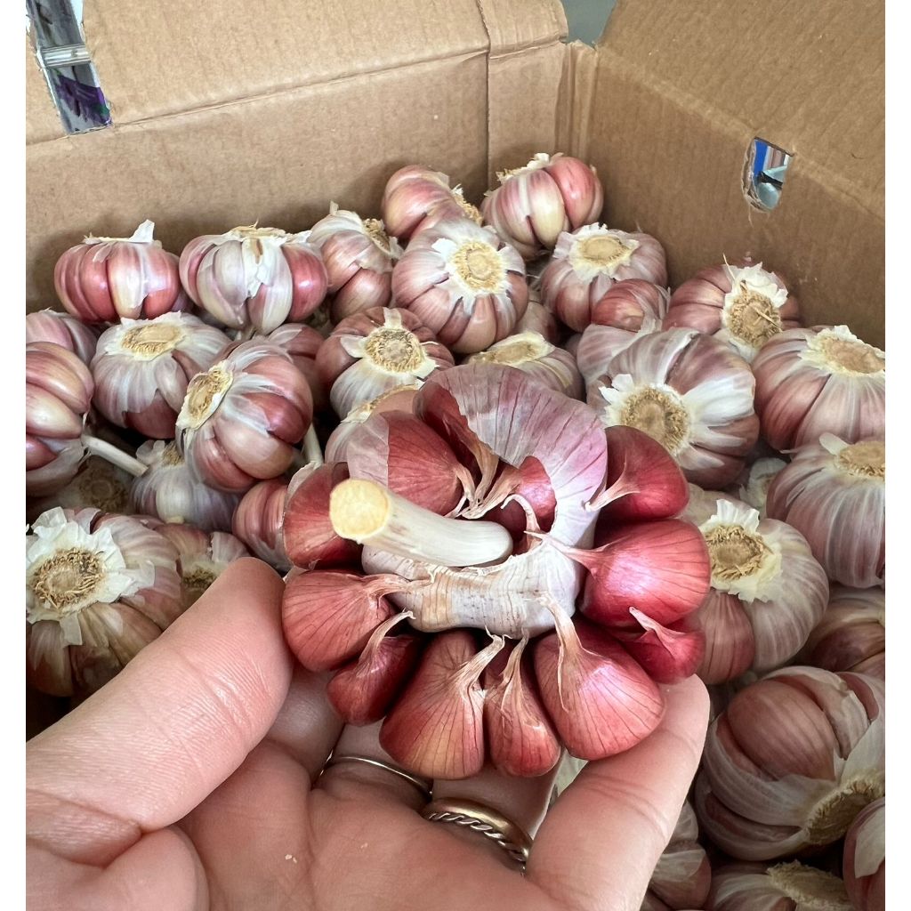 ALHO A GRANEL 1K - ALHO EM CABEÇA em Oferta na Shopee