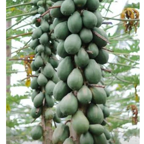 Mamão Anão Davi Tailandês – Fruta Doce e Compacta | 10 Sementes em Oferta na Shopee