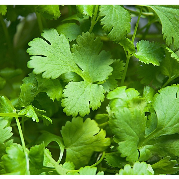 Sementes de Coentro – Plante e Colha em 30 Dias! em Oferta na Shopee