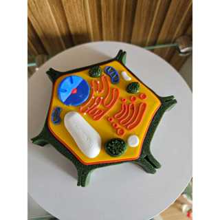 Modelo Anatômico Vegetal Animal 3D - Didático Escolar Colorido em Oferta na Shopee