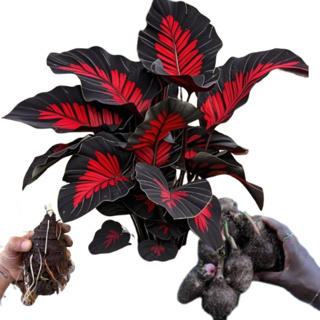 Bulbo de Caladium Imperial Garnet (tinhorão) em Oferta na Shopee