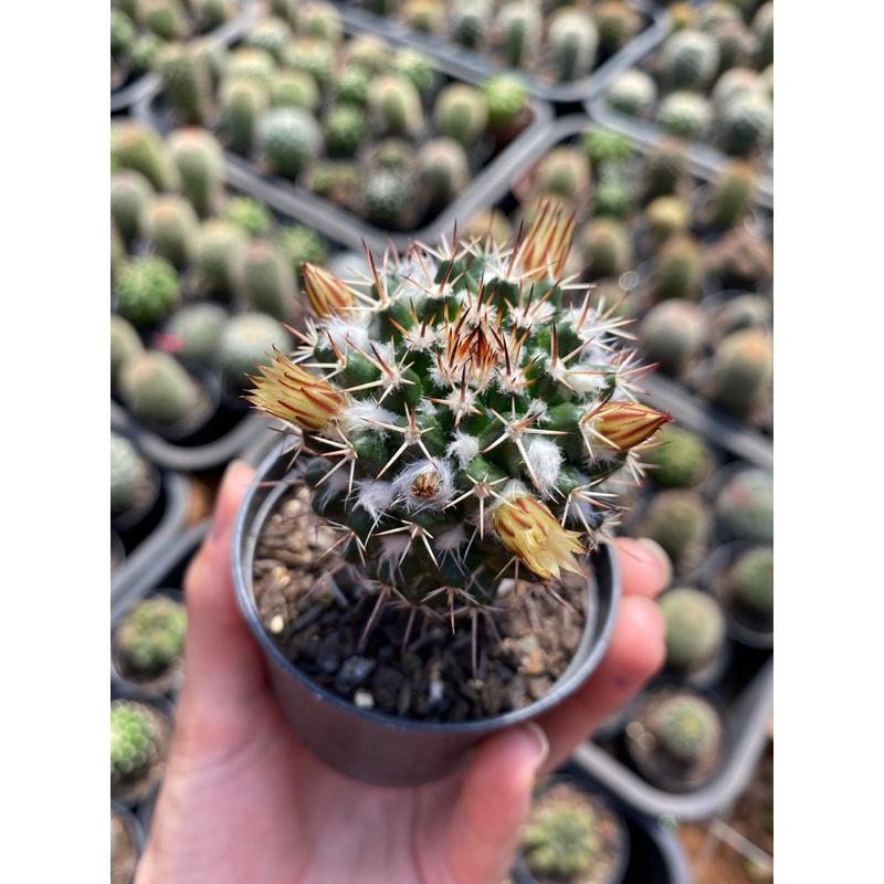 Cactos Mammillaria