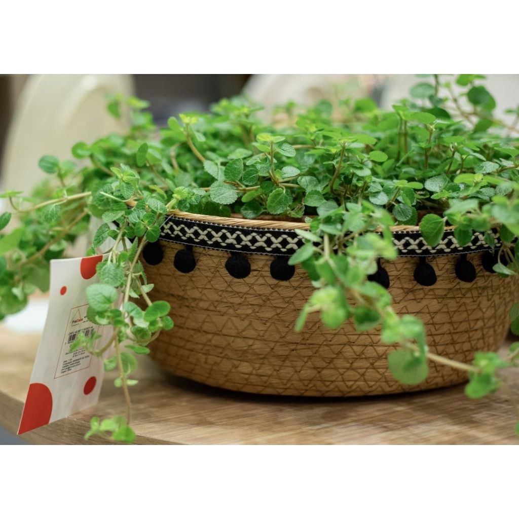 Jogo com 3 cestos étnica boho redondas em fibra natural junco artesanal - plantas cachepot