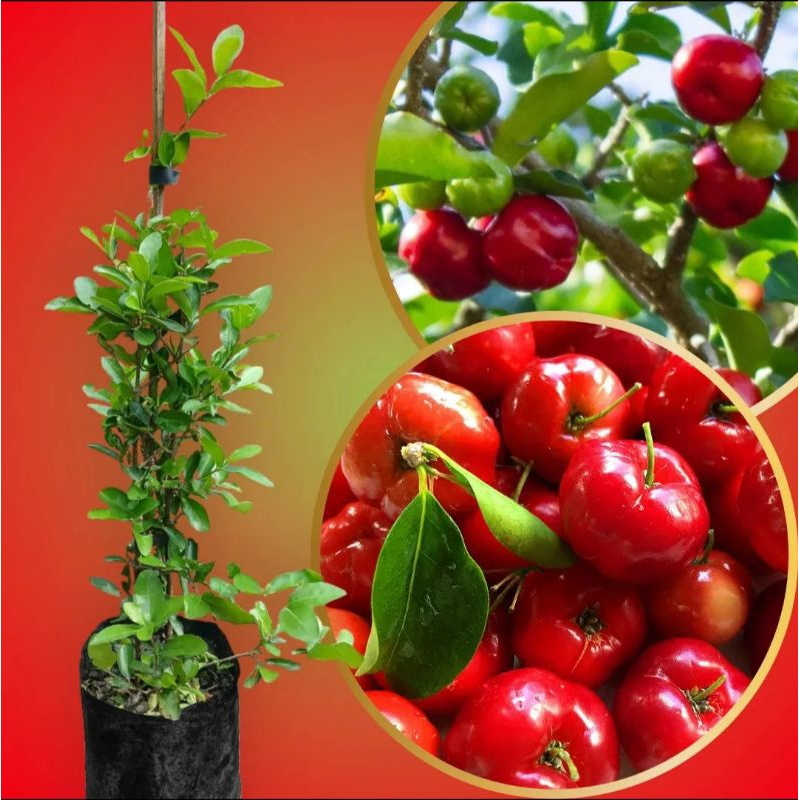 muda de acerola gigante enxertada produção precoce plantios vaso ou solo