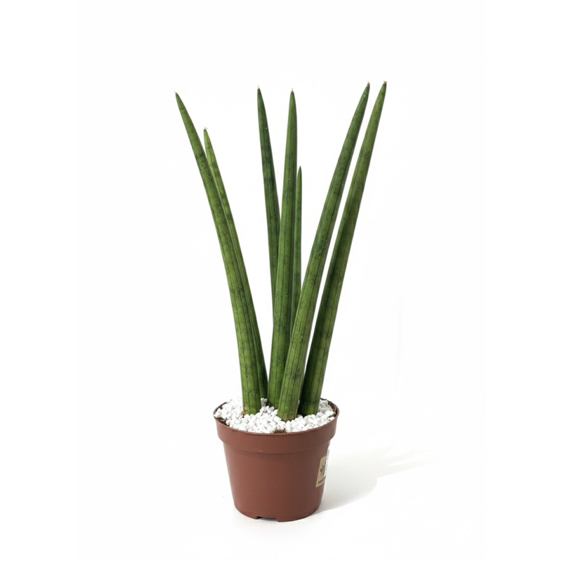 Lança de São Jorge 45cm em Vaso Decorativo | Ideal para Ambientes Internos e Proteção Espiritual olho gordo sansevieria