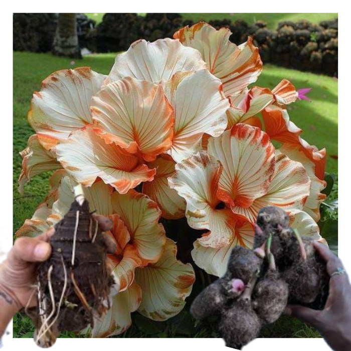 bulbo de caladium Snowfall Spark (tinhorão)