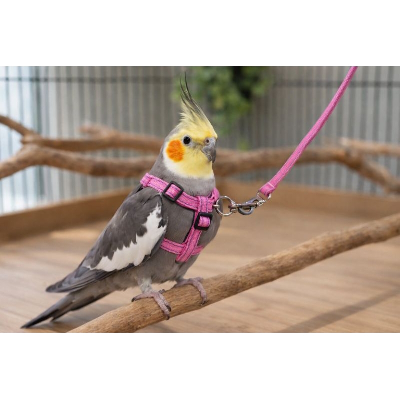 Coleira para Calopsita | Peitoral para Calopsita com Guia | Peitoral para passaro Ajustável.