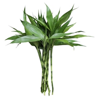 bambu da sorte  hastes 35cm +Hidrogel/NÃO INCLUI VASO/kit energia positiva em Oferta na Shopee