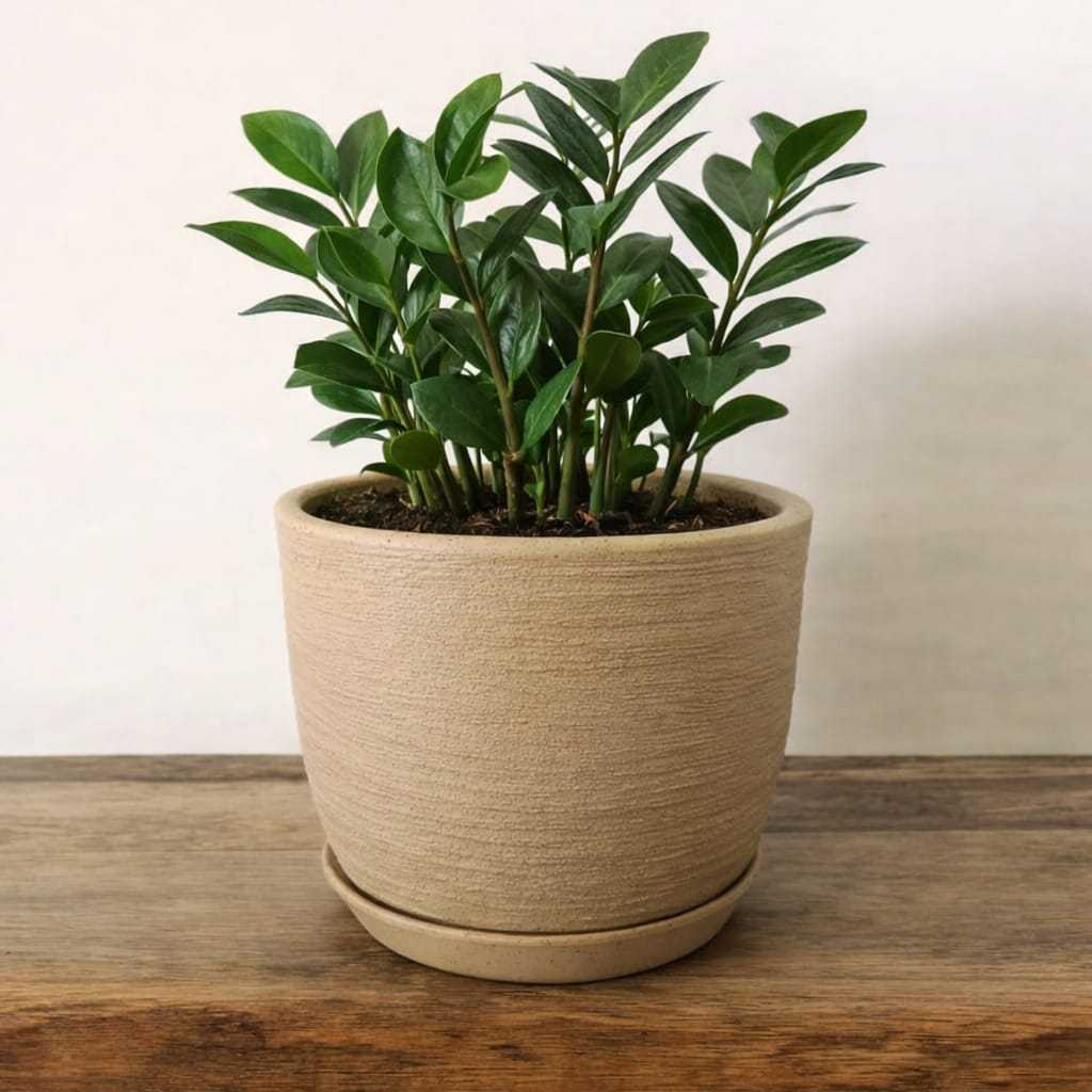 Vaso para Plantas e Flores Polietileno Decorativo Redondo Bojo 20x25 Grafiato Com Prato