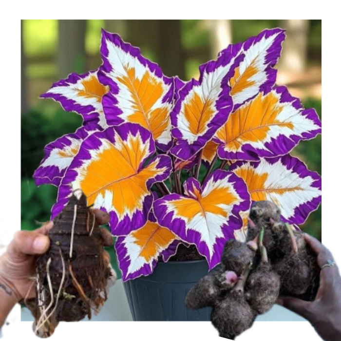 bulbo de caladium Crystal Cosmos (tinhorão)