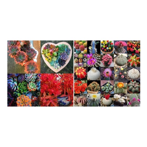 400 Sementes De Mini Cactos mais 400 Sementes Suculentas T4