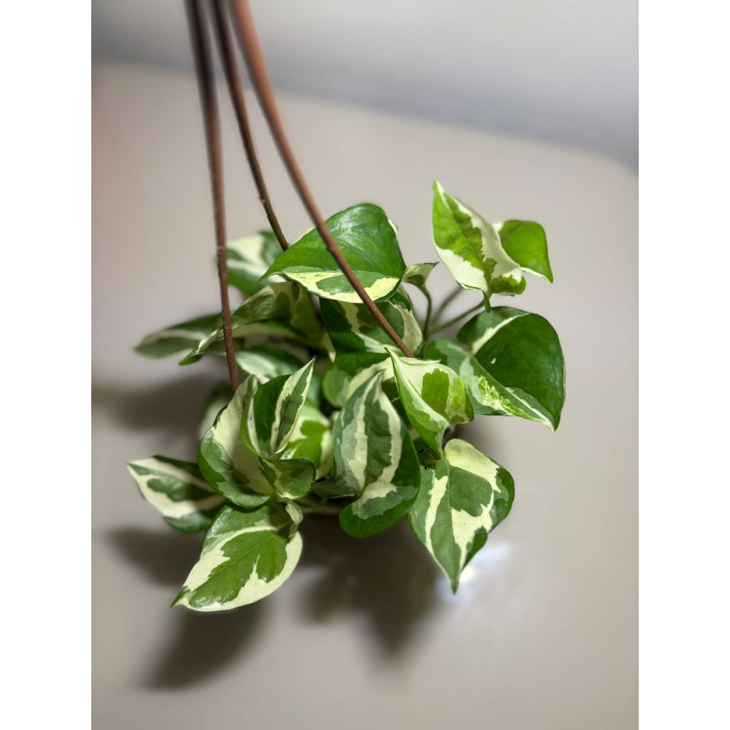 JIBOIA  VARIEGATA - NJOY CUIA 13