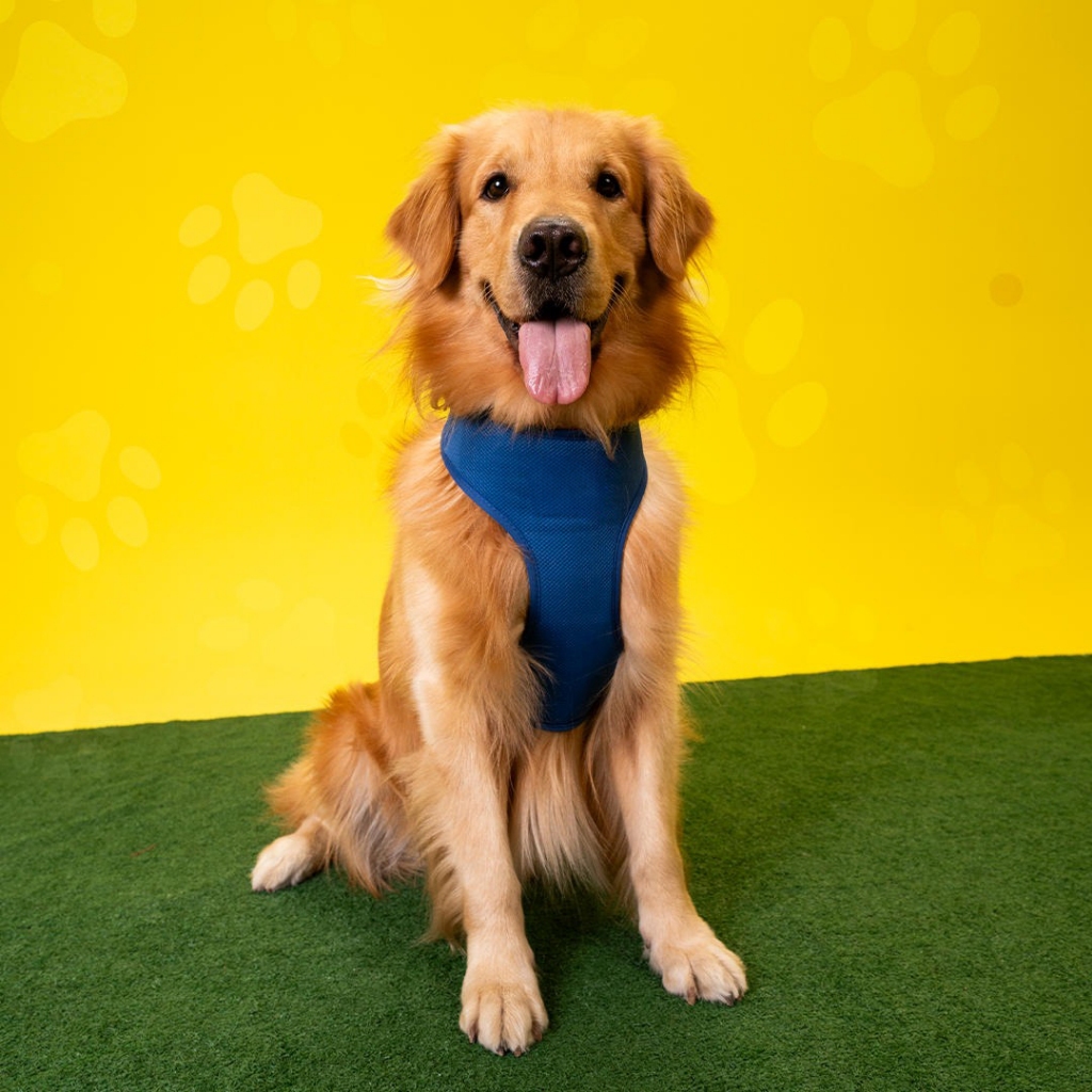 Peitoral Para Cachorro GoPets Modelo Clear em Oferta na Shopee