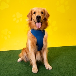 Peitoral Para Cachorro GoPets Modelo Clear em Oferta na Shopee