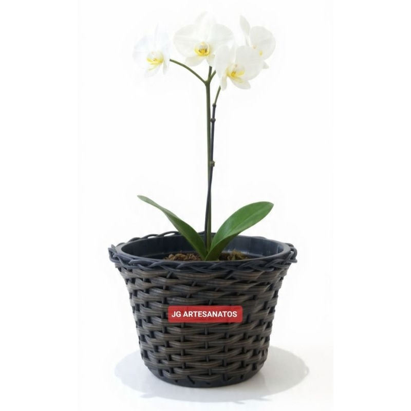 KIT COM 10 VASOS CYMBIDIUM OU VASO PARA ORQUÍDEA, 21X18X14 BORDA SIMPLES, decorações MELHOR PREÇO