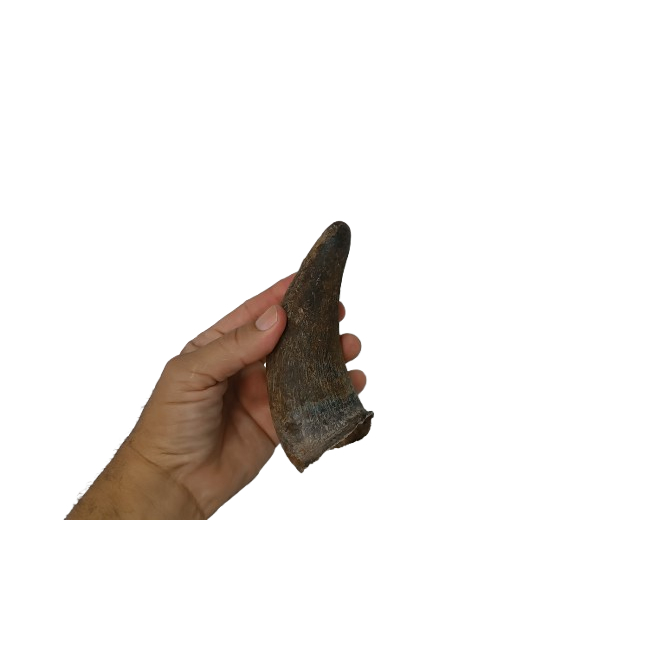 Kit 2 Chifre Pequeno De Boi Natural Bruto 9 A 14 Cm em Oferta na Shopee