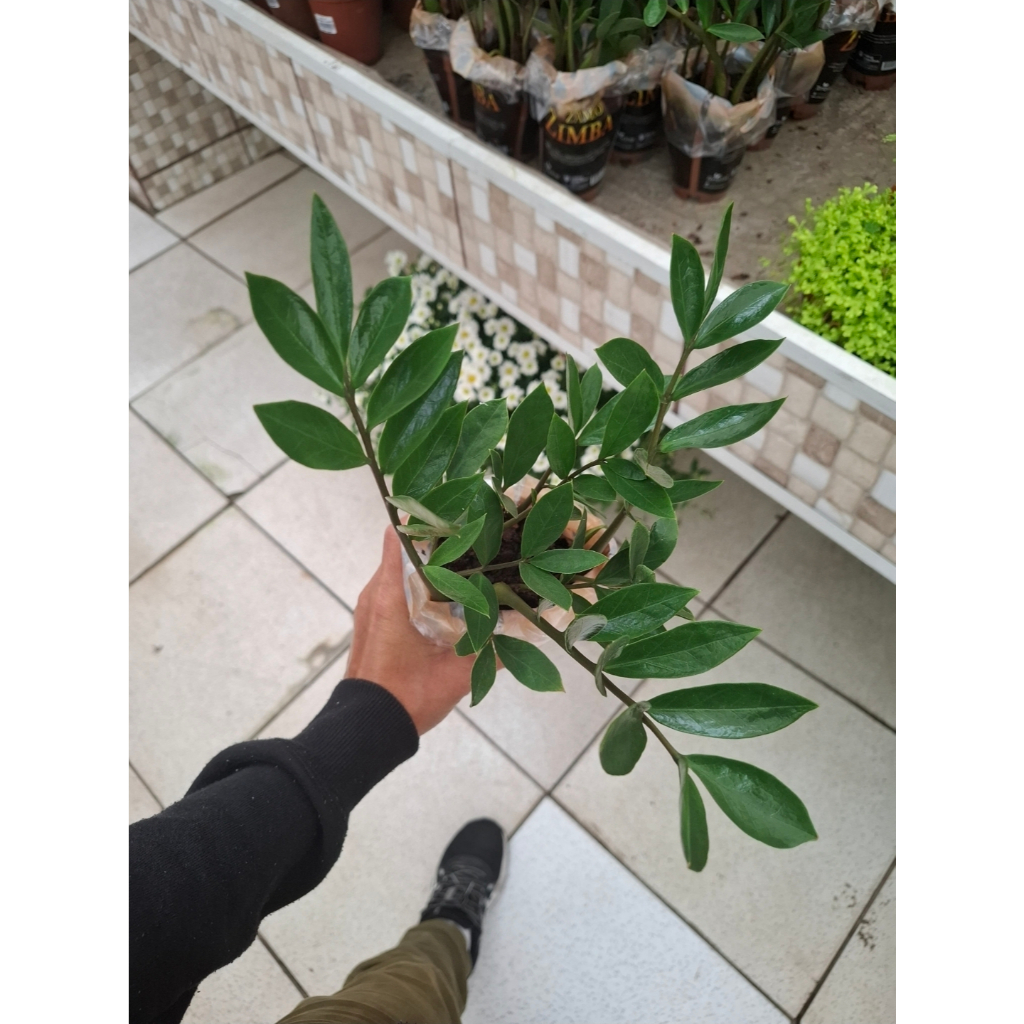 Zamioculca Natural Plantada 27mil+Vendidos❤️Resistente Planta Fácil de Cuidar para Ambientes Internos Planta do Dinheiro