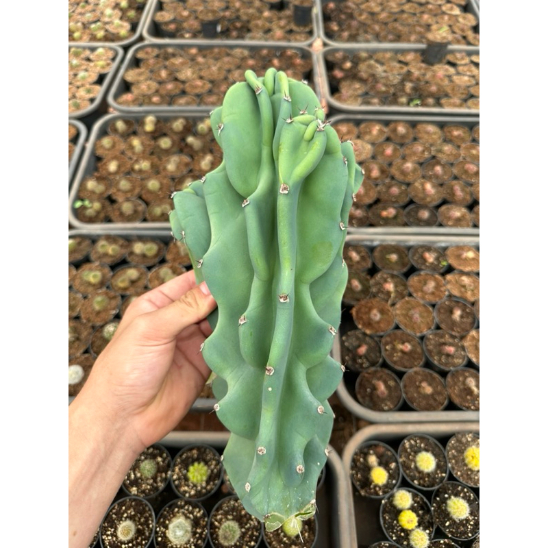 Estaca de Cactos Monstro azul