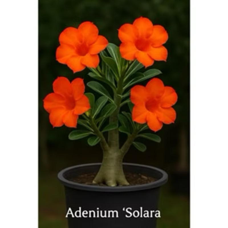 Rosa do Deserto Adenium Solara Laranja Solar Rara Flor Exótica Planta Ornamental Colecionável Alta Qualidade