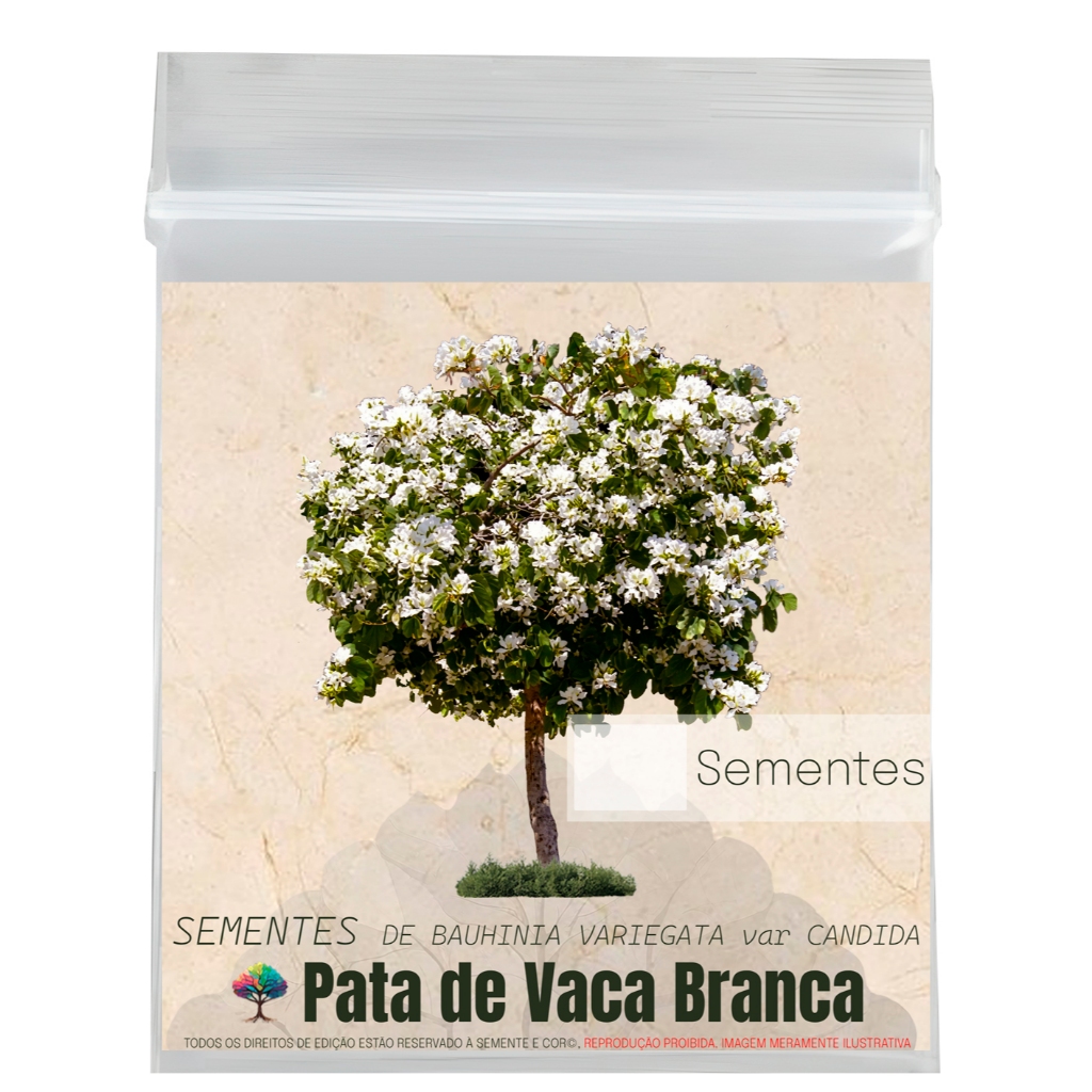 Sementes para Árvores e Mudas de Pata de Vaca Branca Bauhinia variegata var. candida Semente e Decor