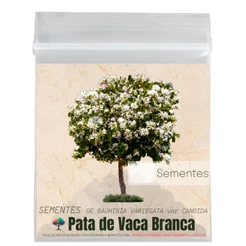 Sementes para Árvores e Mudas de Pata de Vaca Branca Bauhinia variegata var. candida Semente e Decor