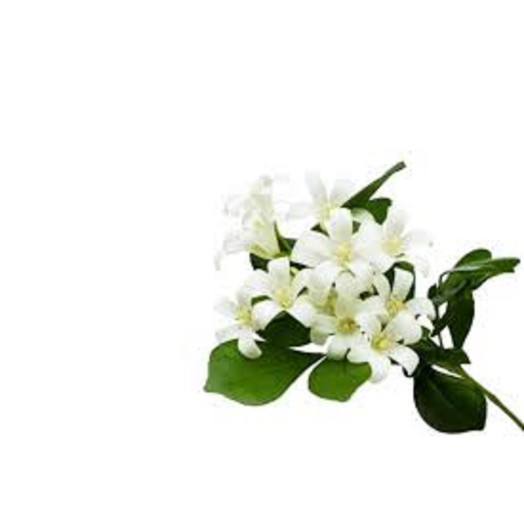 100 Sementes para mudas Murta de Cheiro Jasmim perfume para cerca viva muro verde jardim sítios