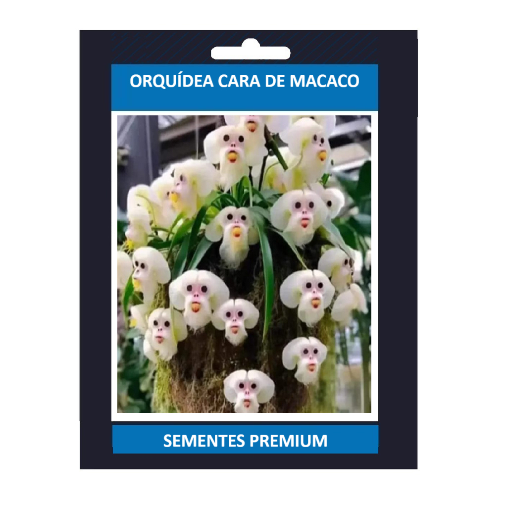 300 sementes da orquídea cara de macaco mini pra vaso k9 vx envio rápido