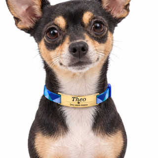 Coleira De Cachorro Identificação Personalizado Sem Barulho