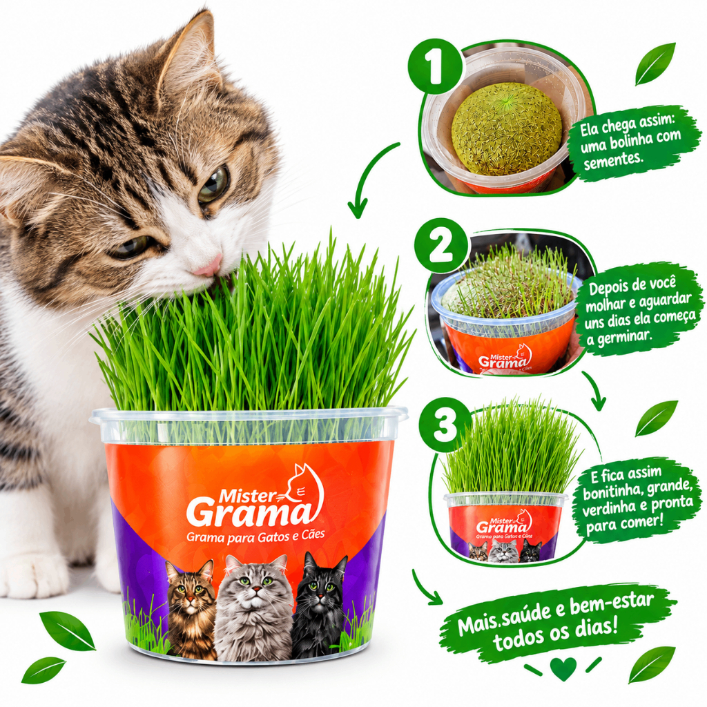 KIT Graminha Natural Mister Grama para Gatos, Grama para Felinos, Auxilia na Digestão e Eliminação de Bolas de Pelo