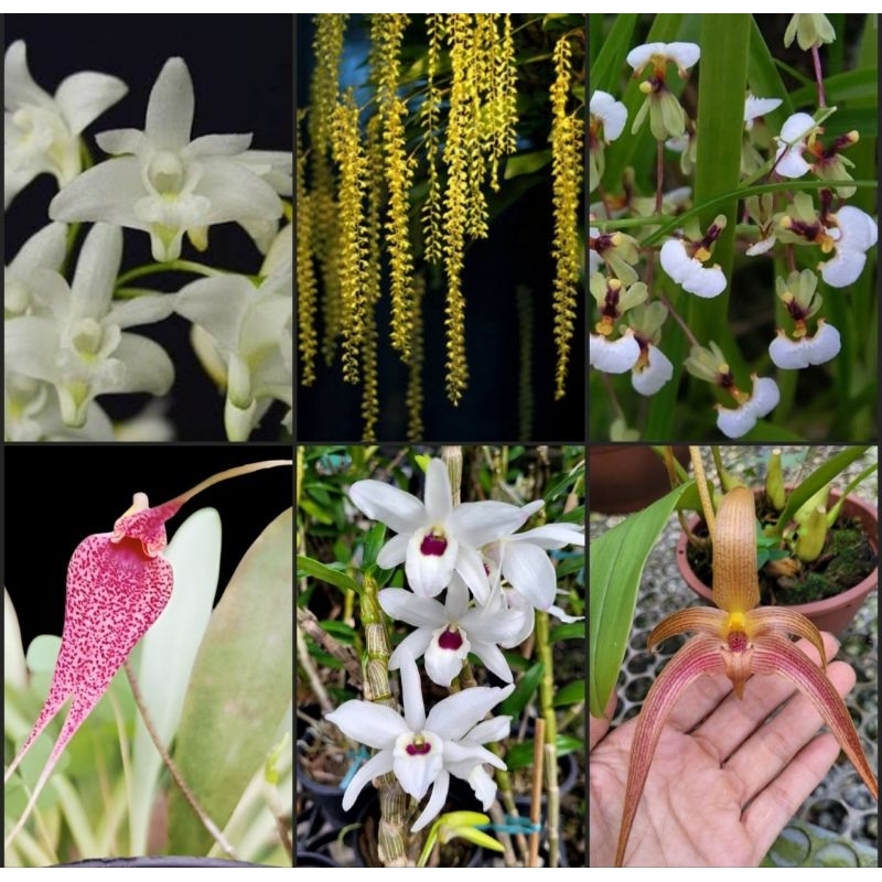 Kit Mix de 2 Orquídeas adultas em Oferta na Shopee