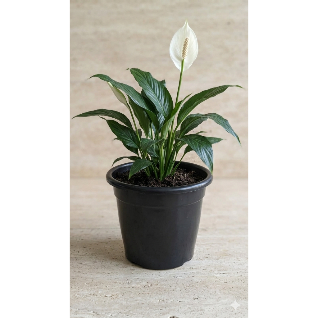 Kit 5 Vasos para Plantas 12 Litros Borda Resistente Plástico Jardim Mudas Plantas Suculentas Flores