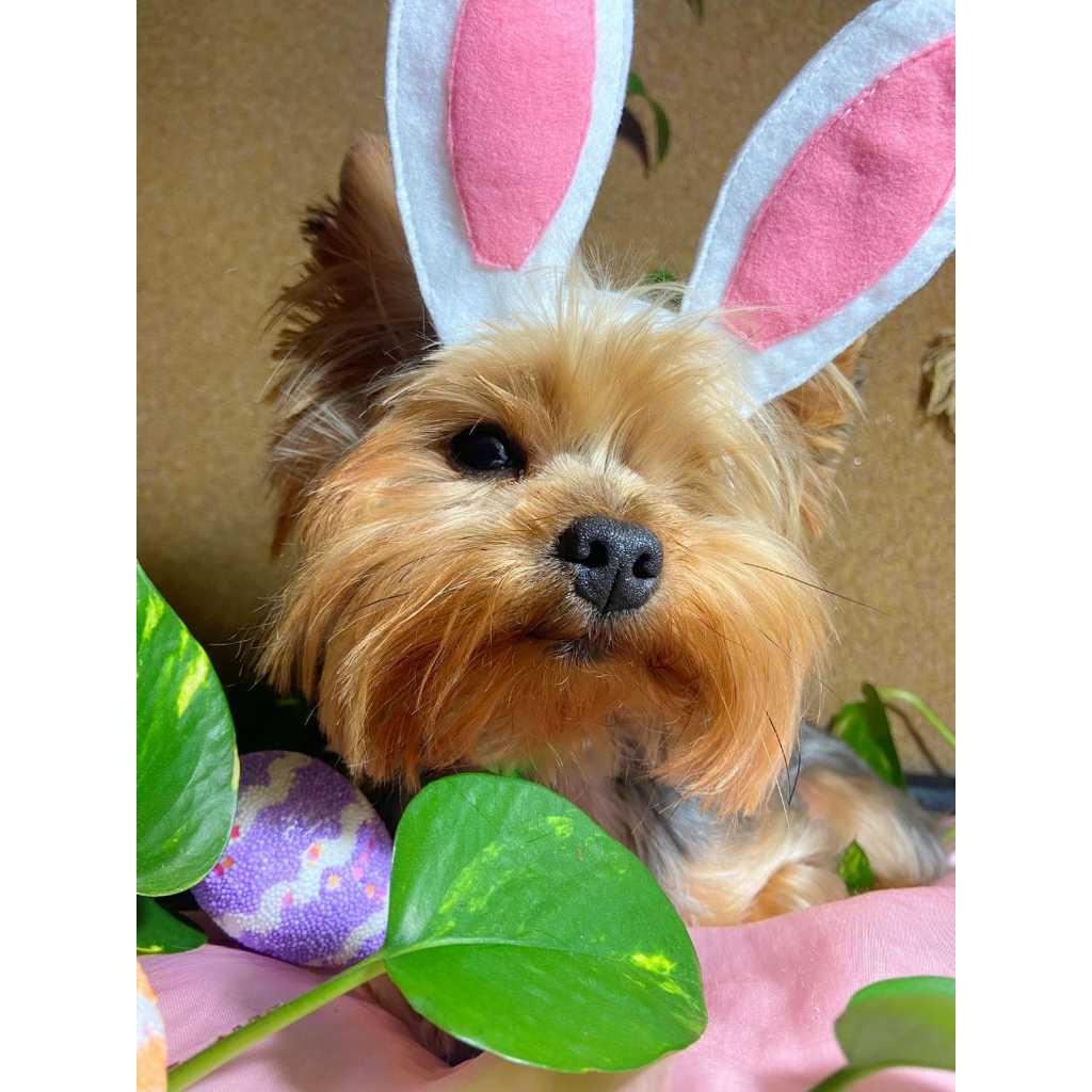 Orelha Coelho Acessório Páscoa Cachorro Gato Moda Pets Pescoço Tiara