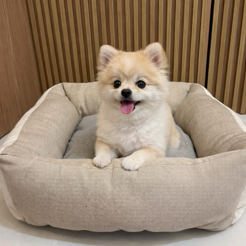 Caminha Pet Premium para Cachorro – Super Confortável, Fundo Antiderrapante em Oferta na Shopee