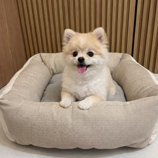 Caminha Pet Premium para Cachorro – Super Confortável, Fundo Antiderrapante em Oferta na Shopee