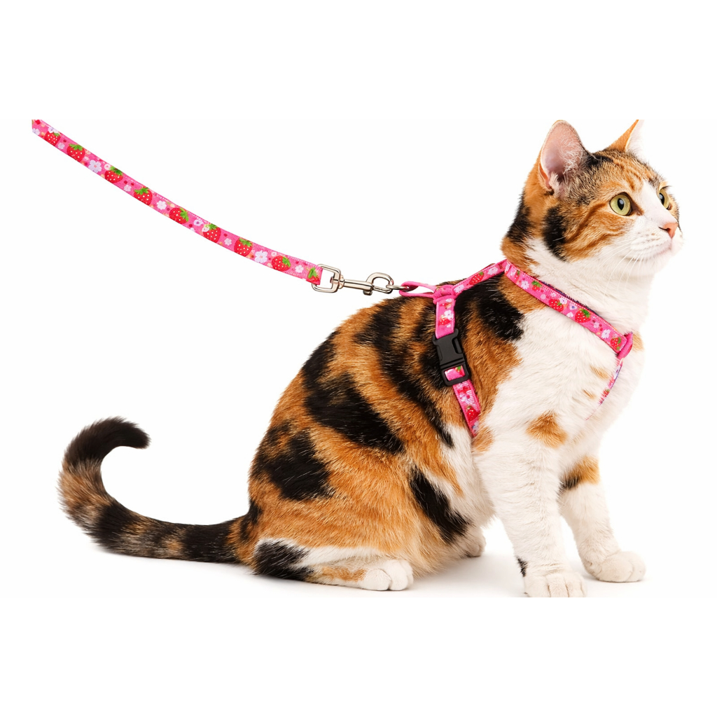 Peitoral Com Guia Para Gatos Coleira Ajustável Para Passeio Confortável Adestramento