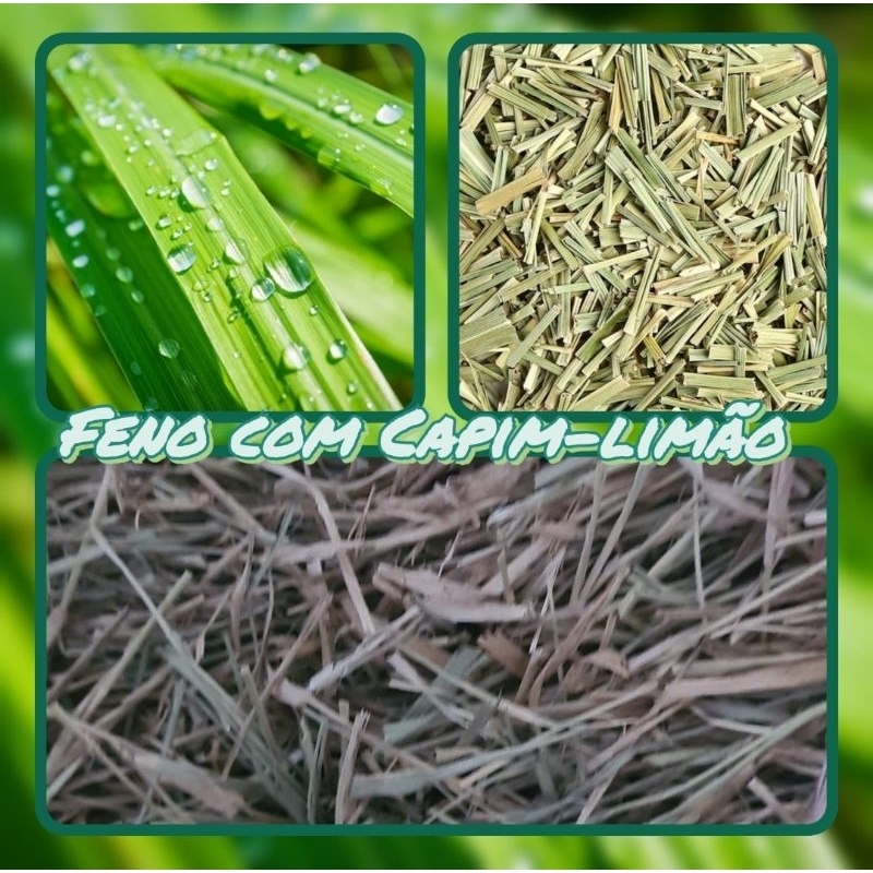 FENO COM CAPIM-LIMÃO TIFTON85 500G