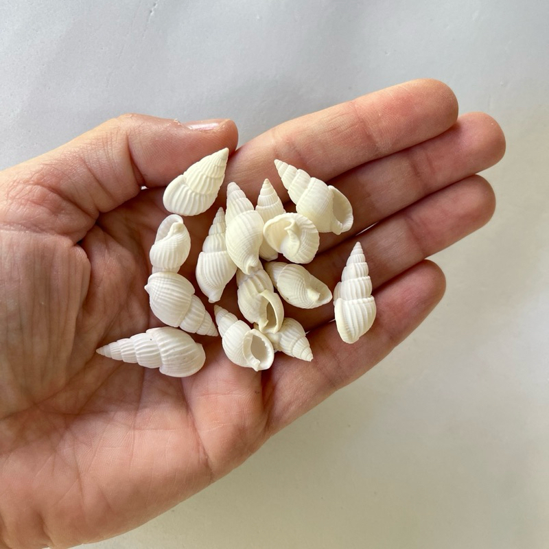 Concha mini branca - 30 unds - decoração aquário, para usar em artesanato em resina, decoração festa sereia, fundo do ma em Oferta na Shopee