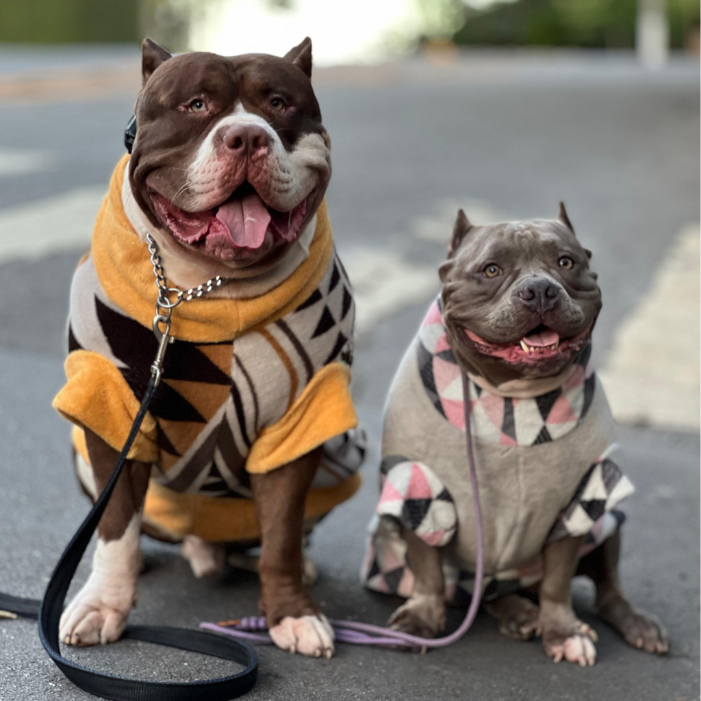 Roupinha para Pet Frio Cachorro ou Gato Pequeno a Grande Porte Tecido de Microfibra Gola Ajustável