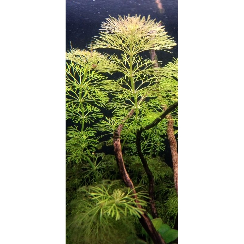 Limnophila Sessiflora Aquários Low