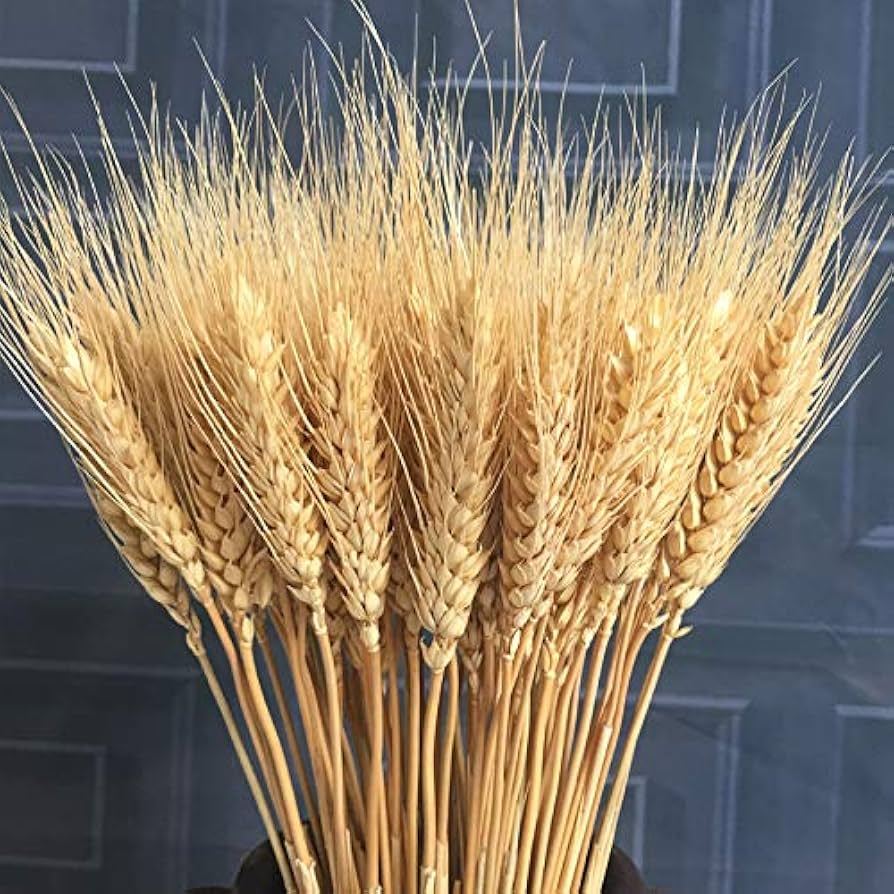 50 Trigos Desidratados 60cm de Comprimento Alvejados Arranjos Festas Eventos Lembrancinhas Buquê Casamentos Decoração