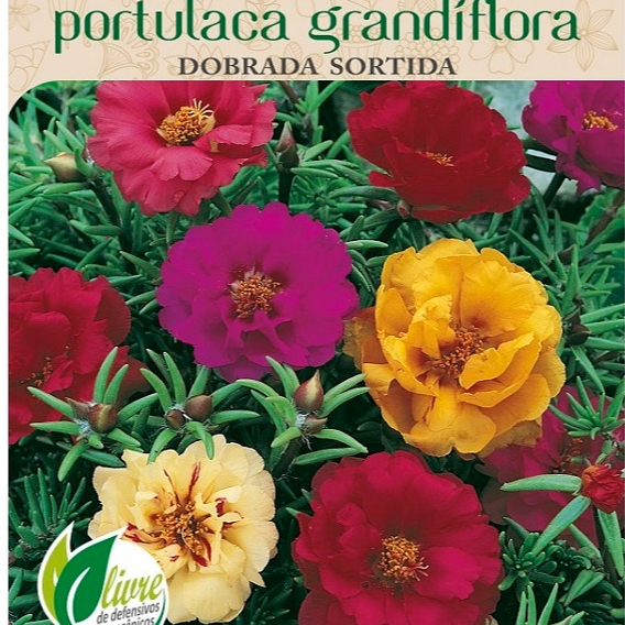 Sementes de Onze Horas Dobrada (Sortida)