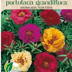 Sementes de Onze Horas Dobrada (Sortida)