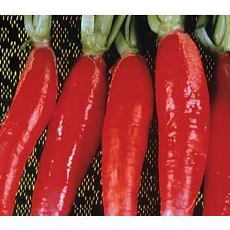 RABANETE VERMELHO COMPRIDO 4 PACOTES