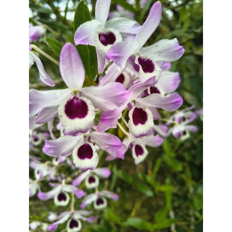 5 Orquídea Olho-de-boneca Dendrobium nobile sem flor