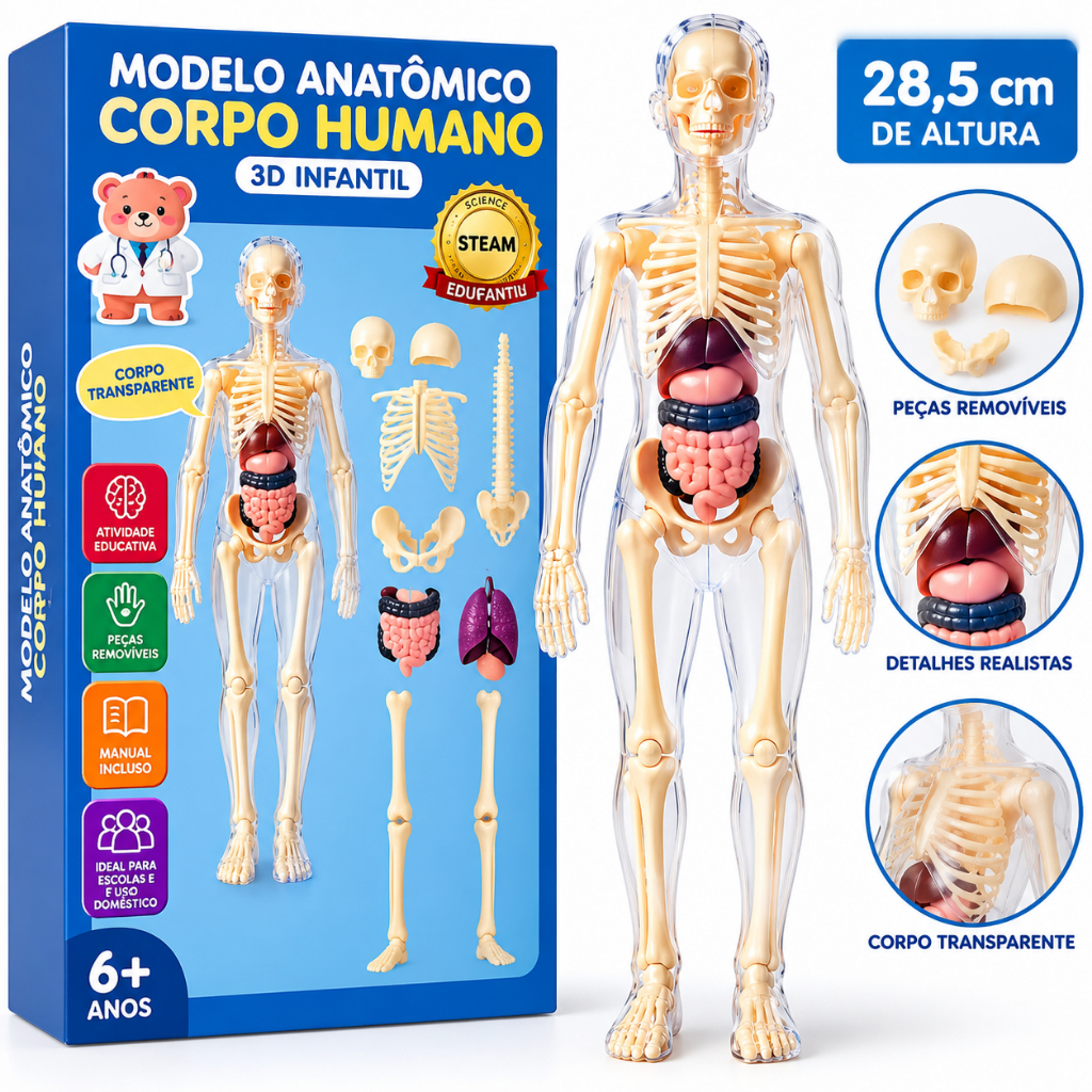 Modelo Anatômico Corpo Humano 3D Infantil com Órgãos Removíveis Educativo