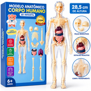 Modelo Anatômico Corpo Humano 3D Infantil com Órgãos Removíveis Educativo